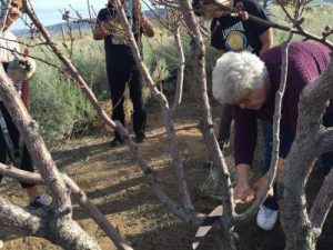 Pruning Class Jan 2016 Resized